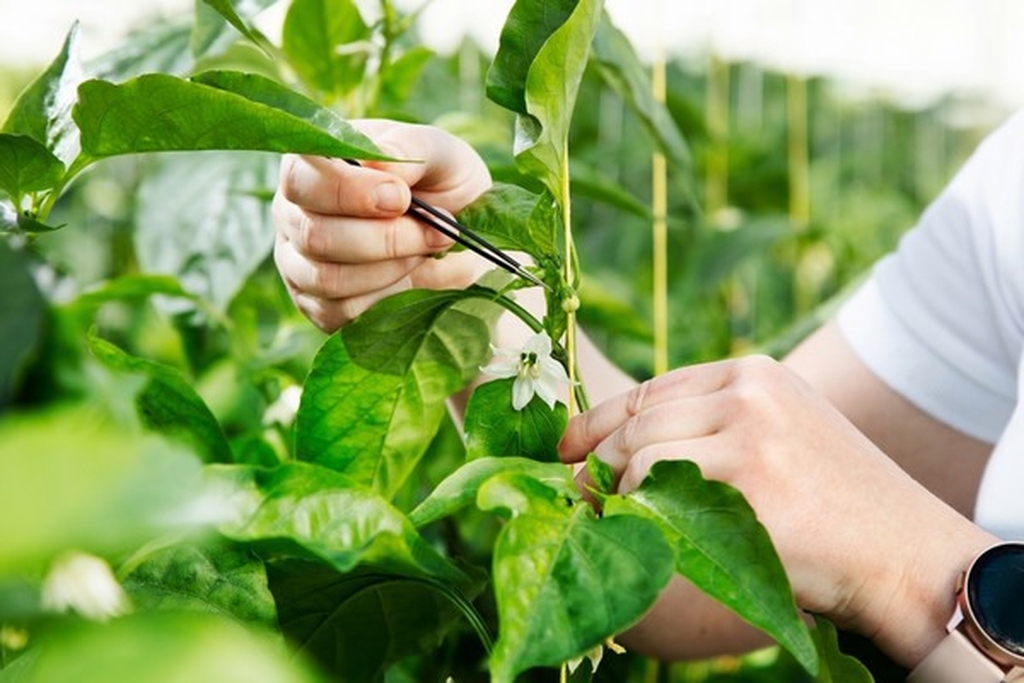 handmatige bestuiven van paprika bloemen in paprika zaadteelt