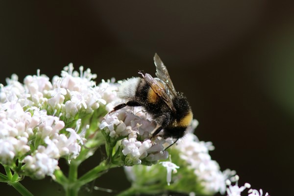 hommel in de zaadproductie