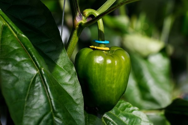 een kruising op de paprika plant