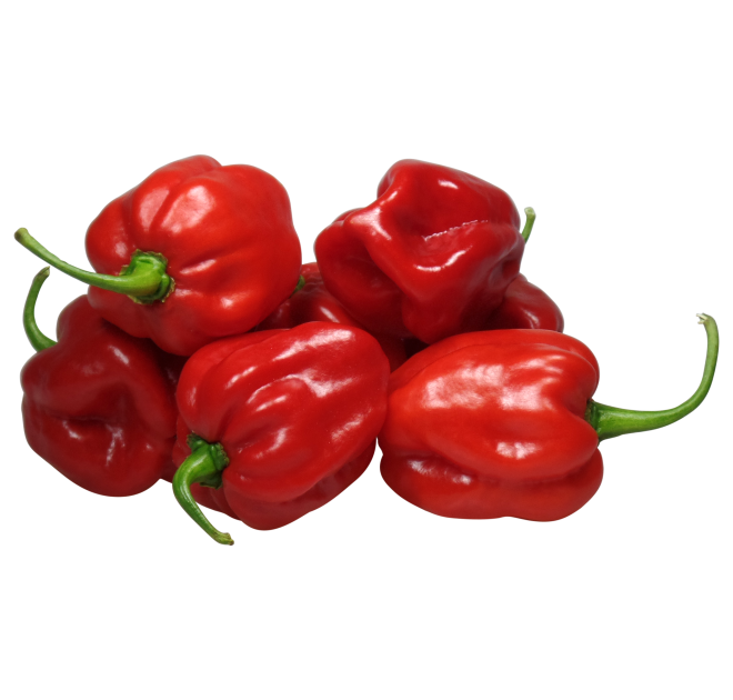 WLS 2611 | habanero | XL