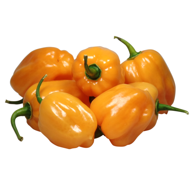 WLS 9618 | habanero