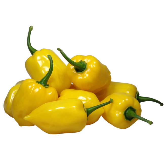 WLS 9613 | habanero