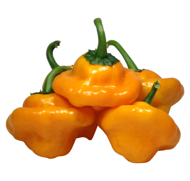 WLS 9623 | scotch bonnet